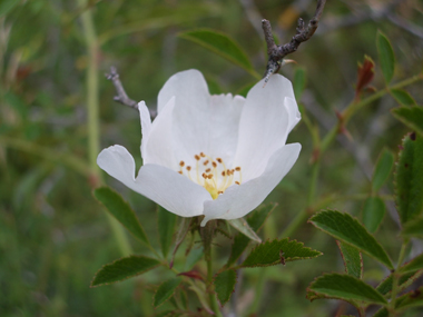 Grandes (jusque 7 cm de diamètre) fleurs crénelées blanches généralement isolées mais pouvant être groupées par 2 ou 3 individus. Agrandir dans une nouvelle fenêtre (ou onglet)